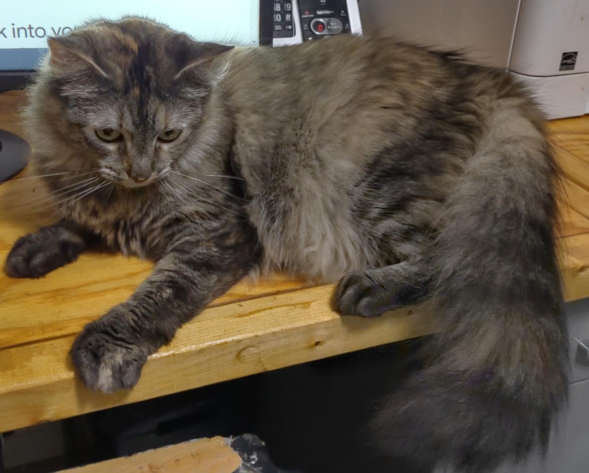 Misha, a Adoptable mixed breed in Simms, TX image 2/8