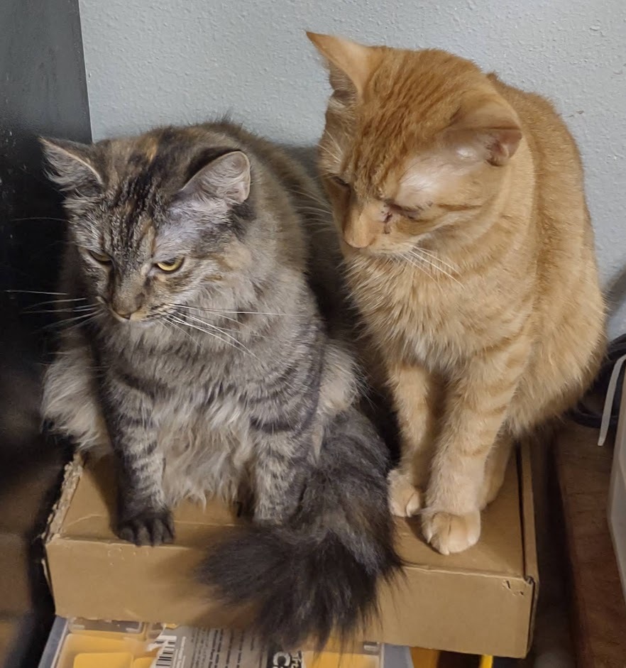 Misha, a Adoptable mixed breed in Simms, TX image 4/8