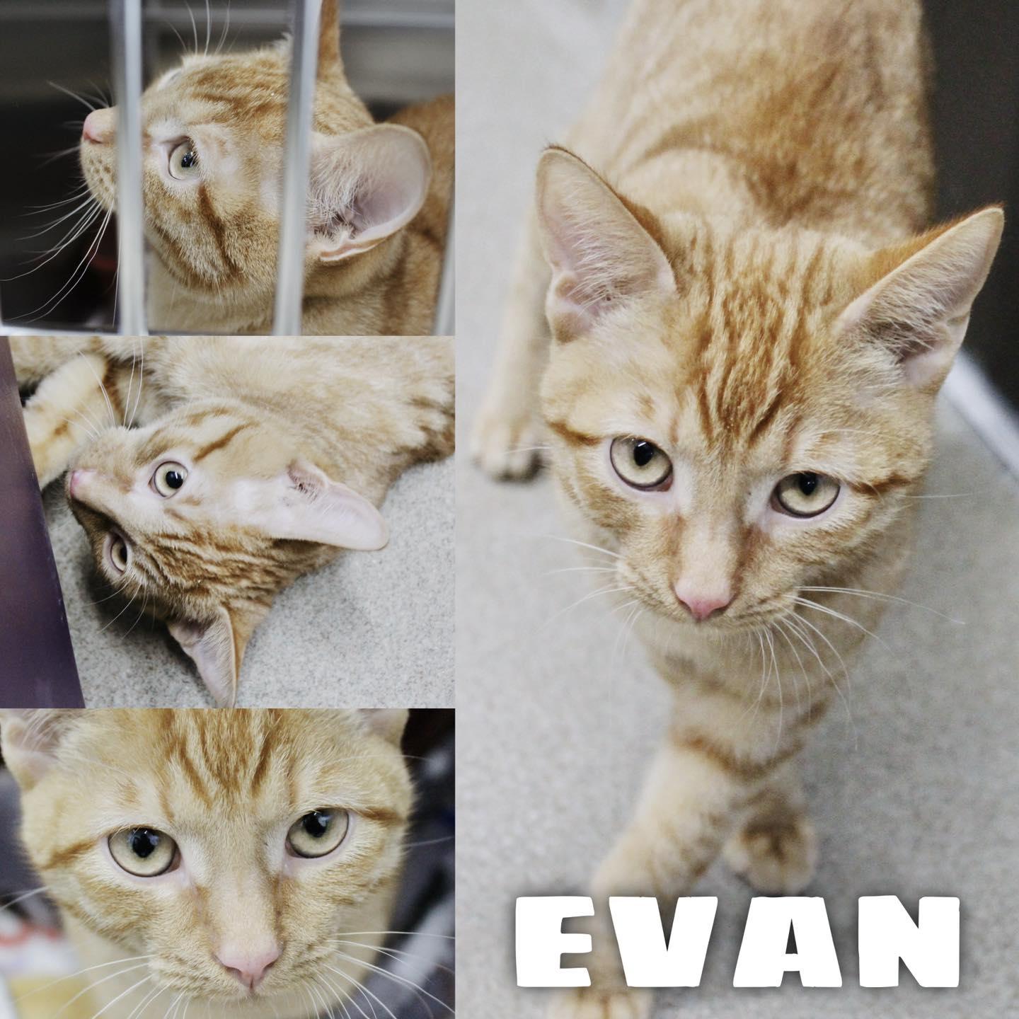 Evan, ADOPTABLE, Young Male Domestic Short Hair.