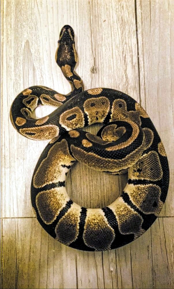 Oogie Boogie CinnaRoll #8361, a Adoptable Ball Python in Vista, CA image 6/7