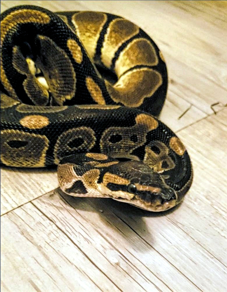 Oogie Boogie CinnaRoll #8361, a Adoptable Ball Python in Vista, CA image 5/7