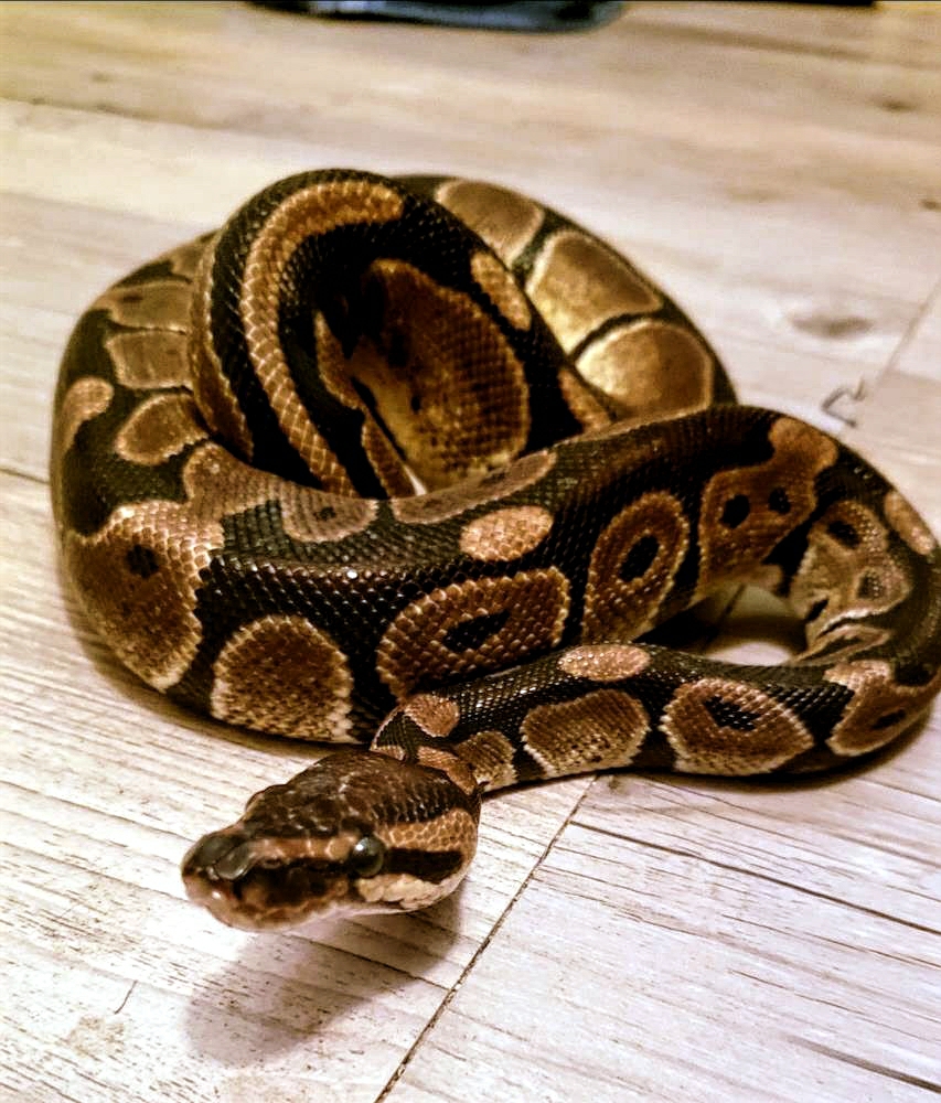 Oogie Boogie CinnaRoll #8361, a Adoptable Ball Python in Vista, CA image 1/7
