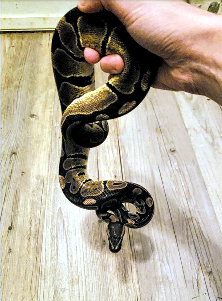 Enlarge Oogie Boogie CinnaRoll #8361, a Adoptable Ball Python in Vista, CA image 7/7