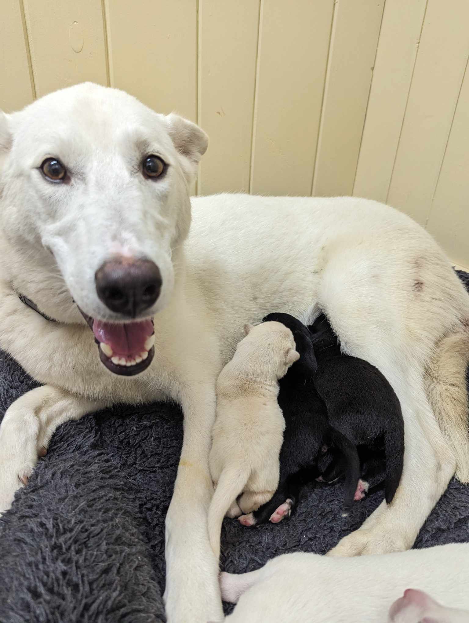 Nakita, Adopted, Adult Female Shepherd & Husky.