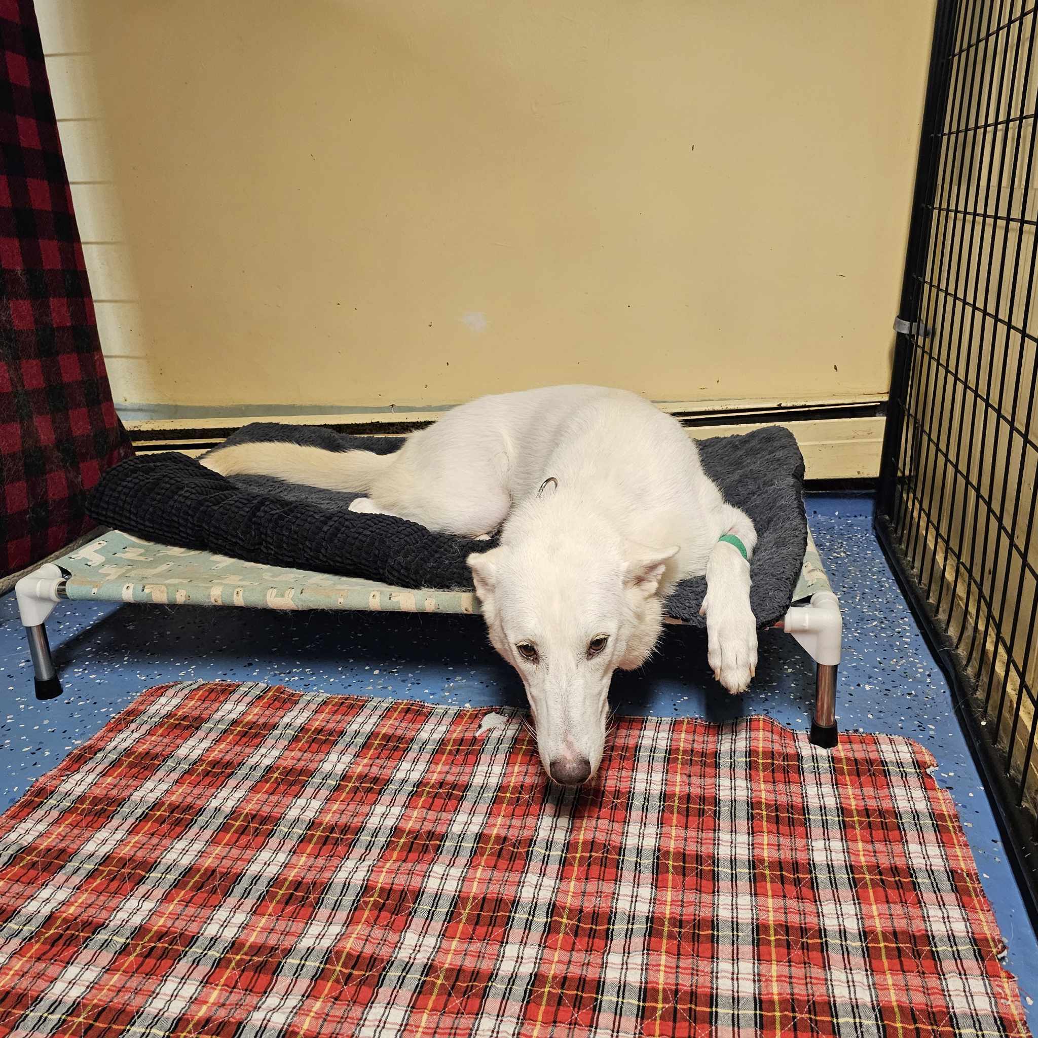 Nakita, a Adopted mixed breed in Claremont, NH image 2/2