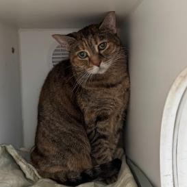 Sparkle, a Adoptable Domestic Short Hair in Philadelphia, PA image 1/2