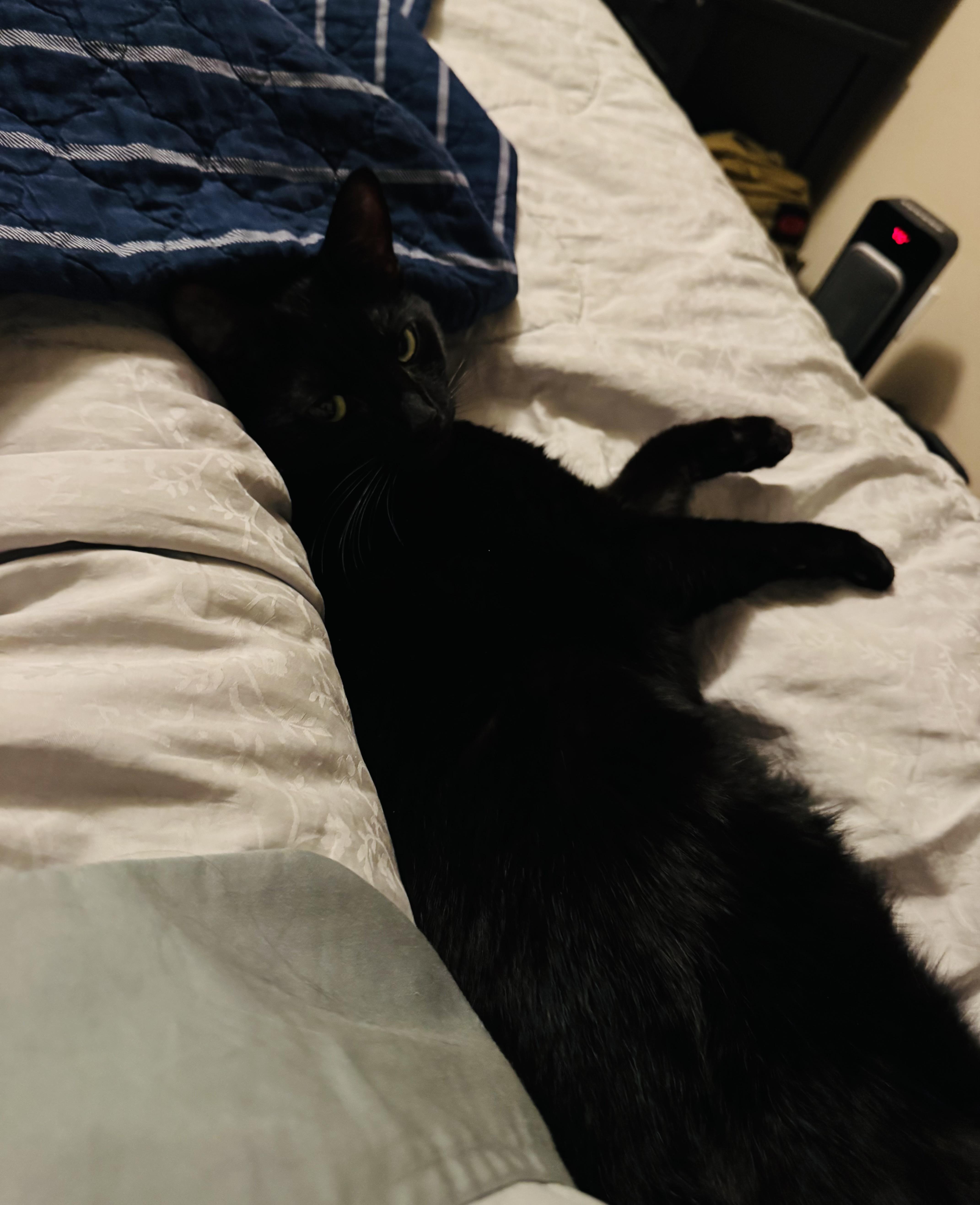 Enlarge Ross and Rachel, a Adoptable Domestic Short Hair in Charlotte, NC image 5/5