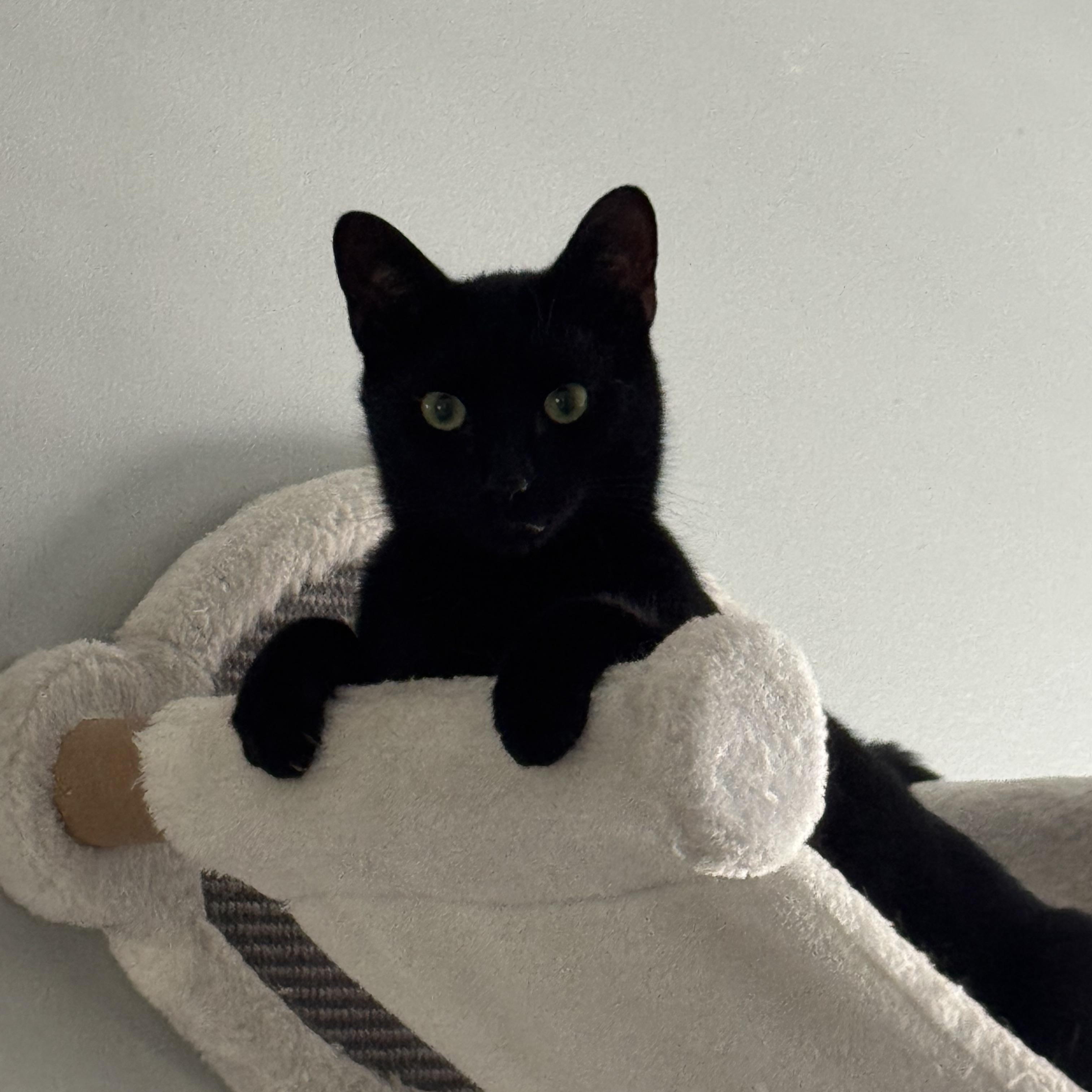 Enlarge Ross and Rachel, a Adoptable Domestic Short Hair in Charlotte, NC image 3/5