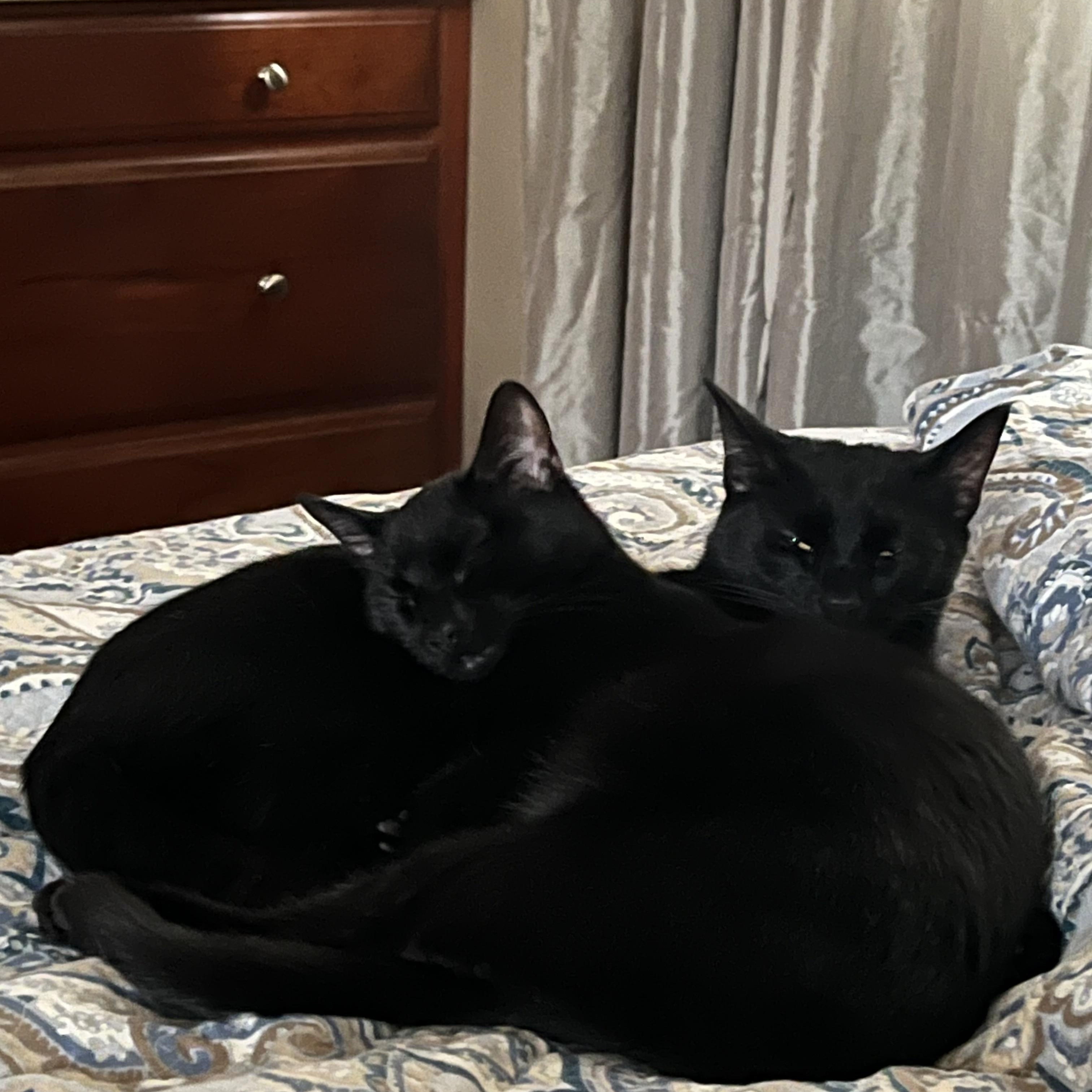 Enlarge Ross and Rachel, a Adoptable Domestic Short Hair in Charlotte, NC image 4/5