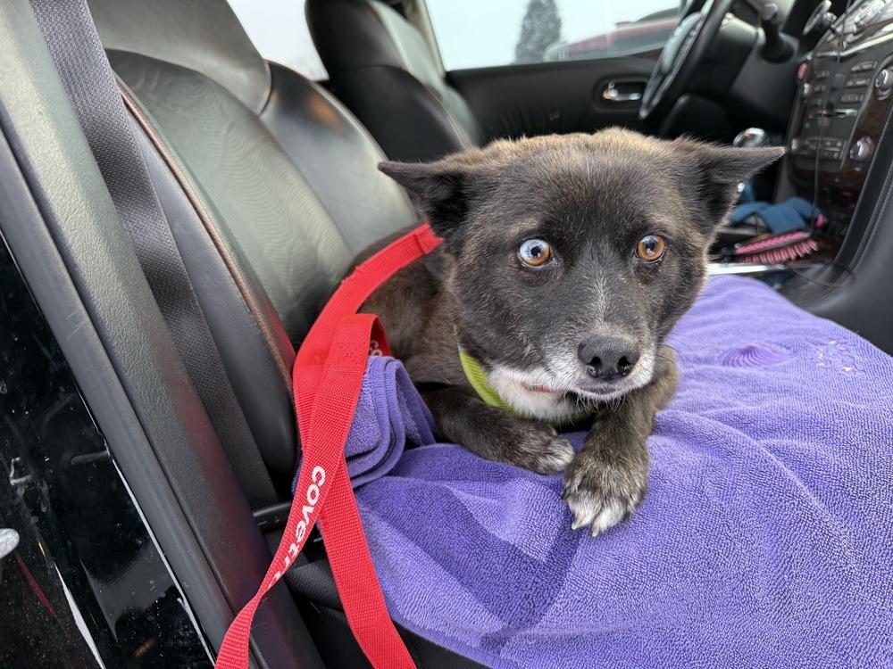 Enlarge Jackie, a Adoptable mixed breed in South Bend, IN image 1/4