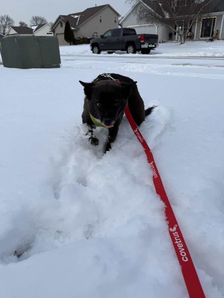 Enlarge Jackie, a Adoptable mixed breed in South Bend, IN image 2/4