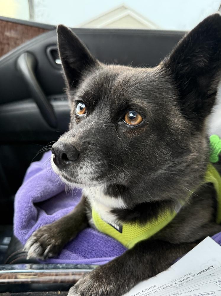 Enlarge Jackie, a Adoptable mixed breed in South Bend, IN image 3/4