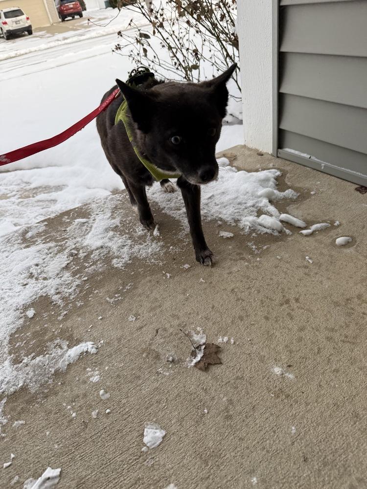 Enlarge Jackie, a Adoptable mixed breed in South Bend, IN image 4/4