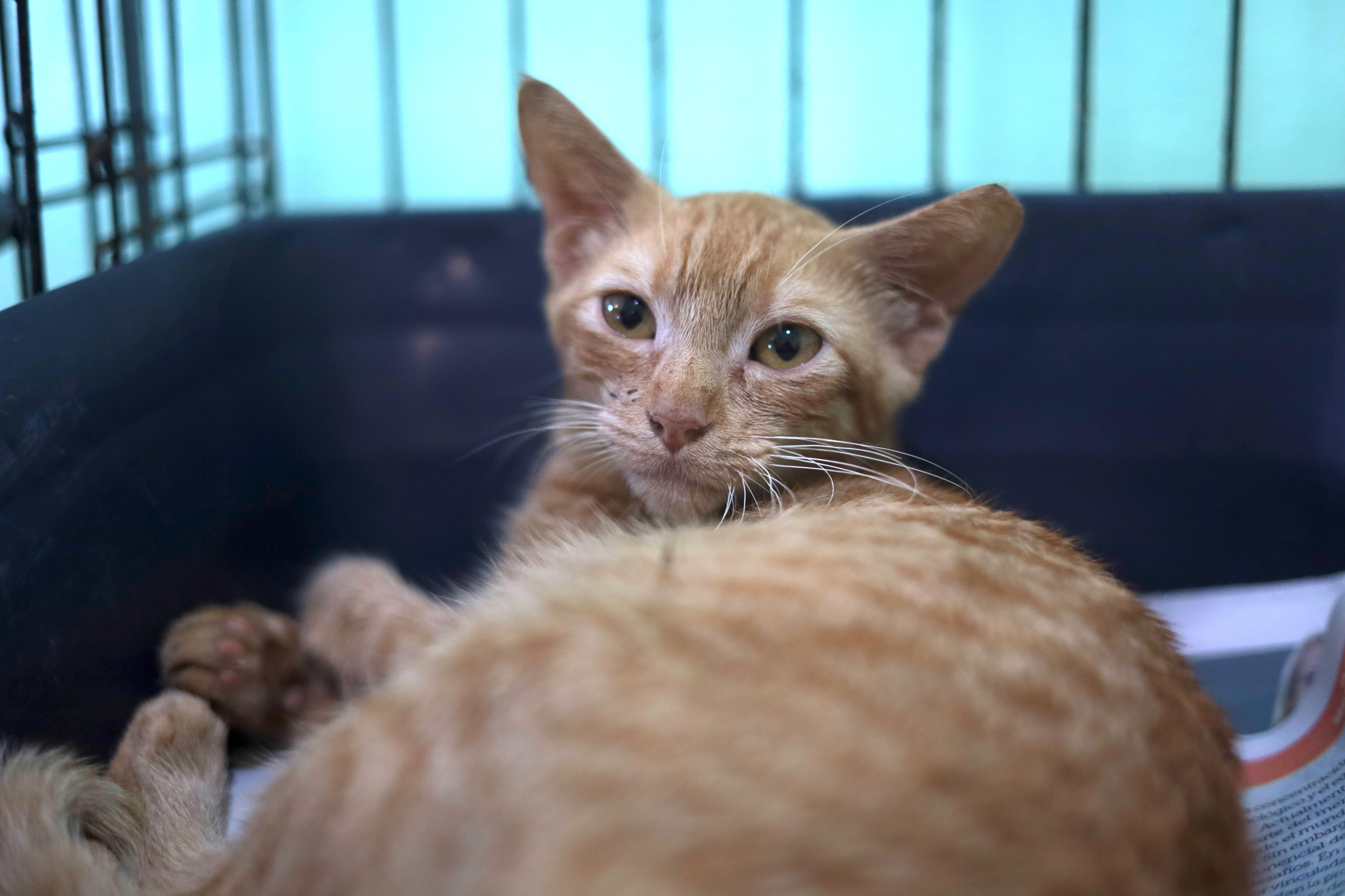 Dino, a Adoptable Domestic Short Hair in Natick, MA image 1/4