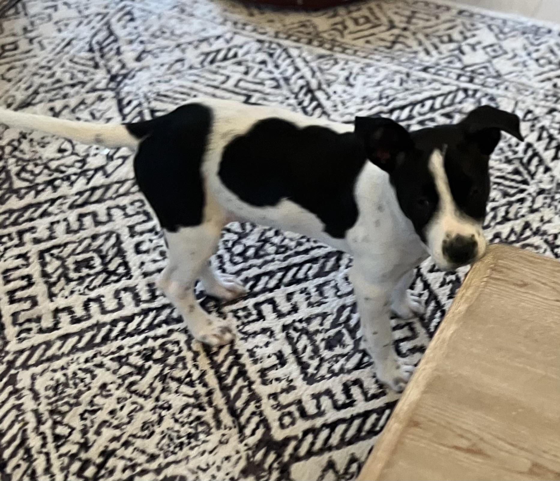 Enlarge Domino, an adopted mixed breed in Toledo, OH image 4/6