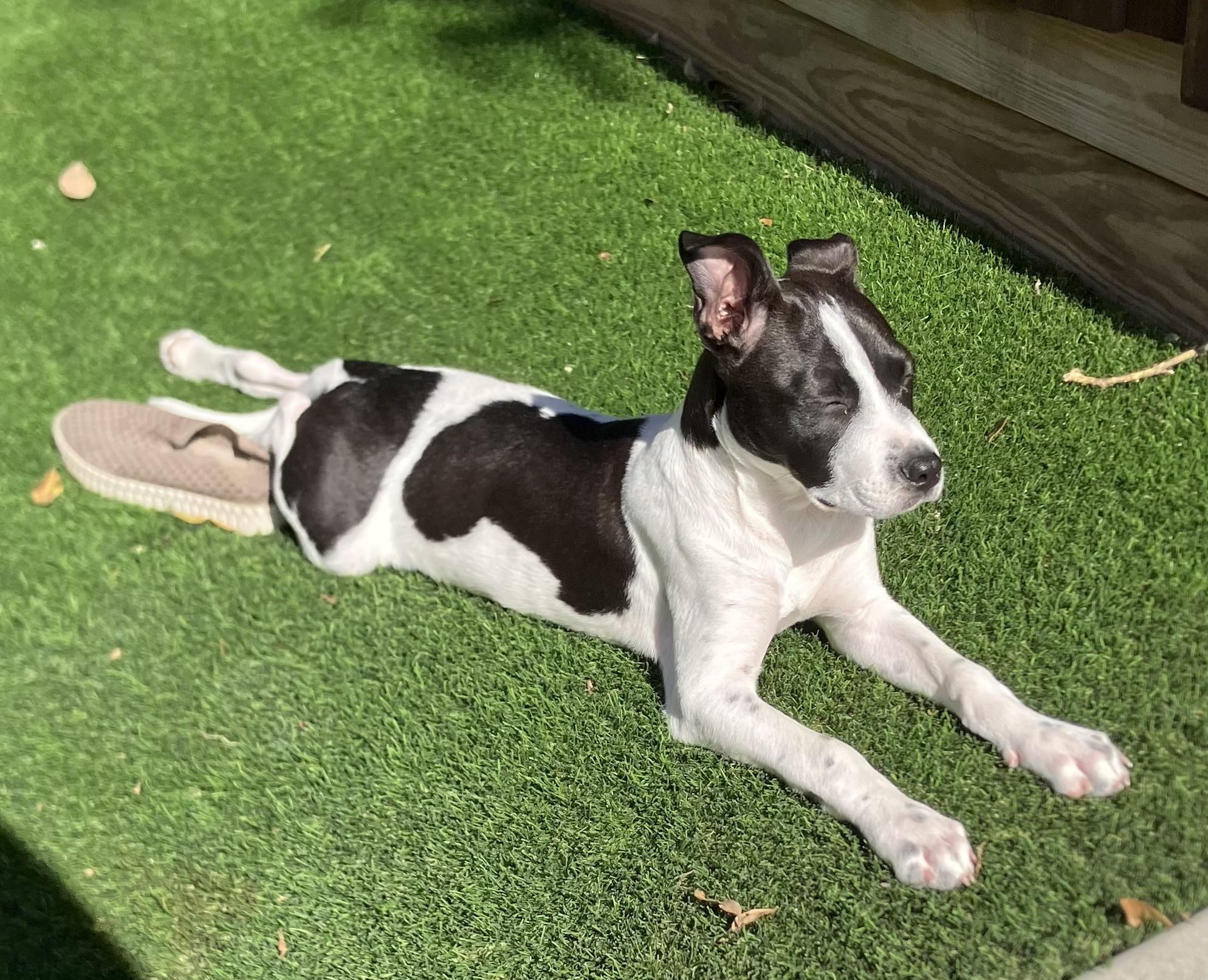 Enlarge Domino, an adopted mixed breed in Toledo, OH image 5/6