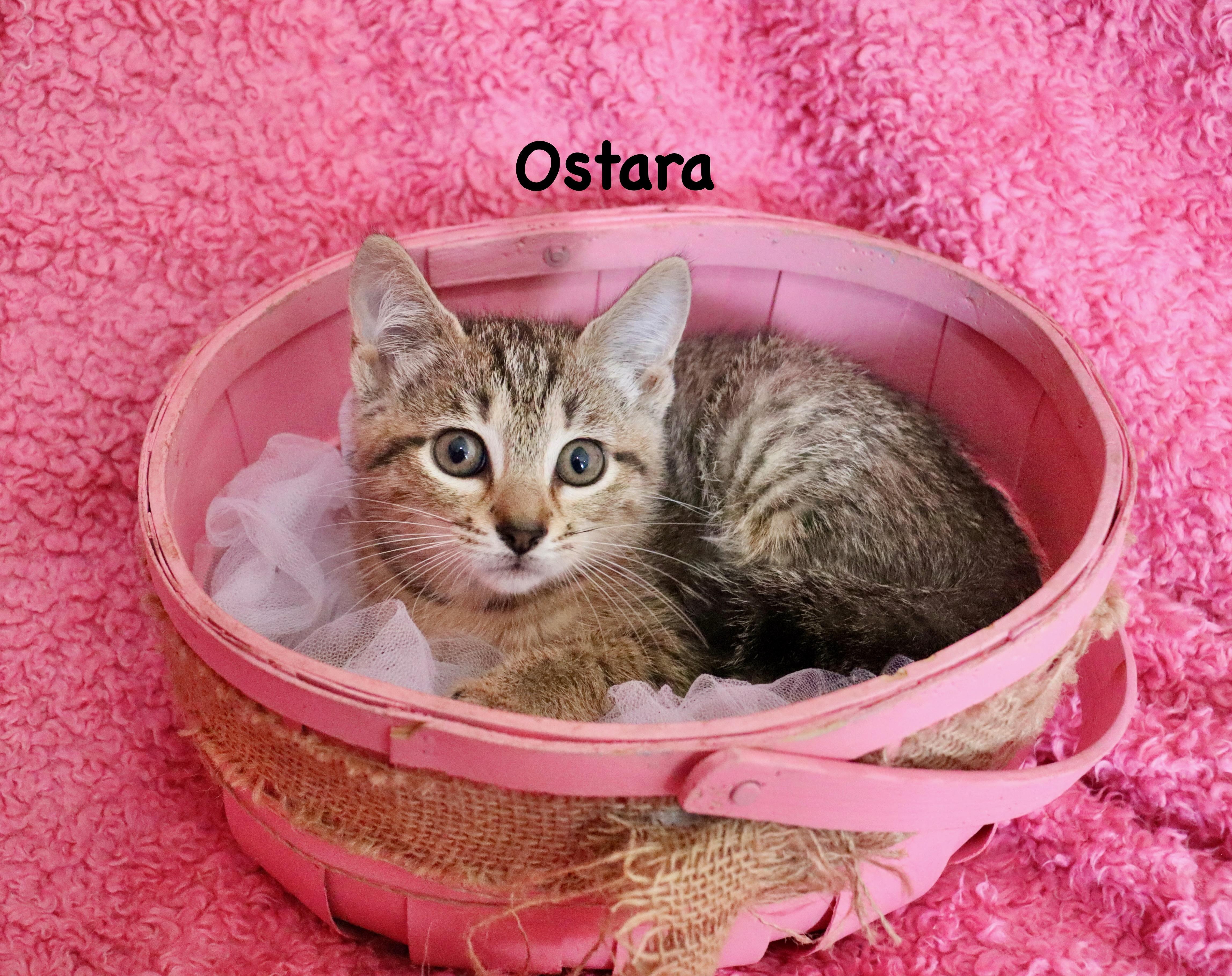 Enlarge Ostara, a Adoptable mixed breed in Saint Augustine, FL image 4/5