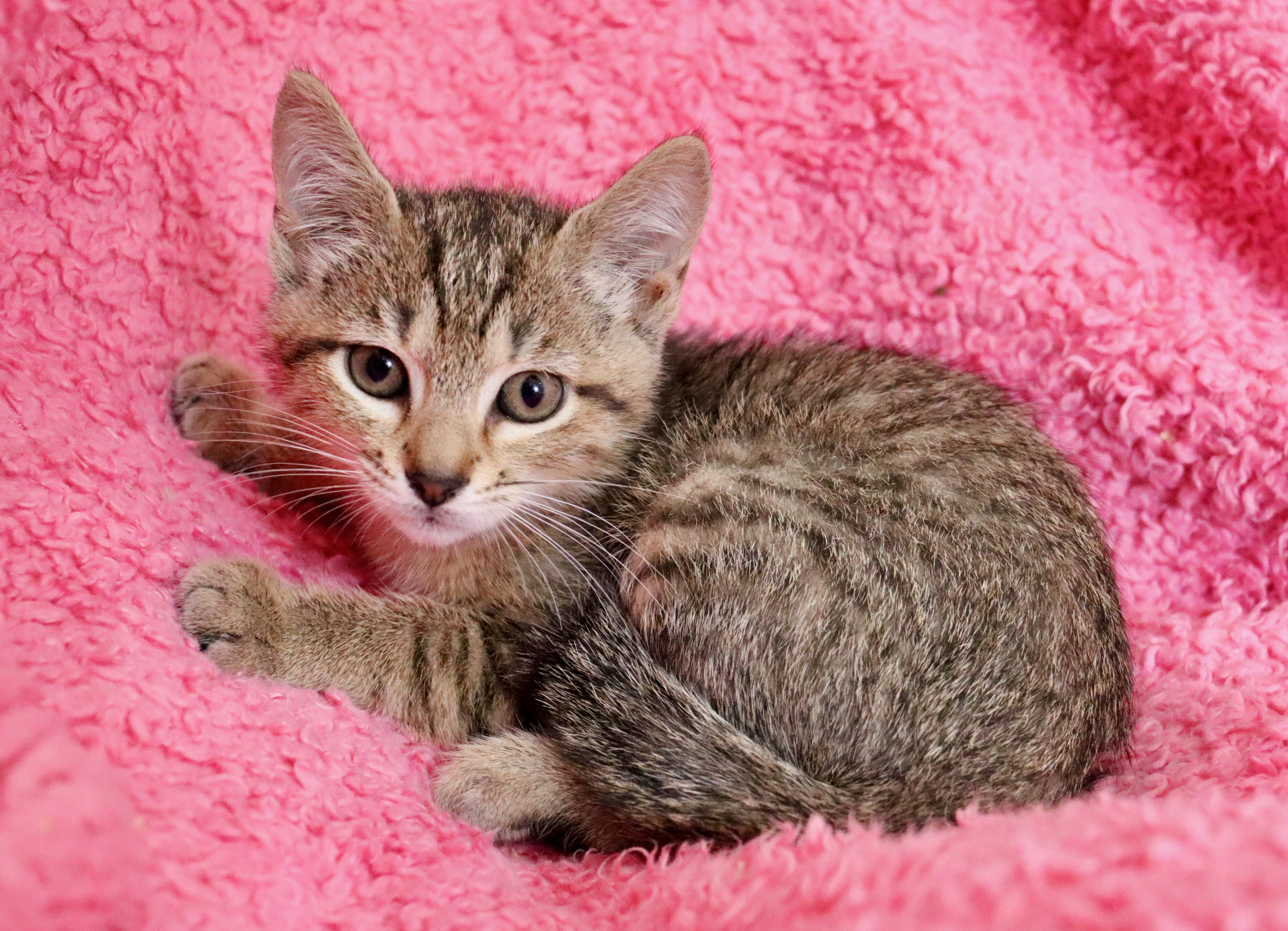 Enlarge Ostara, a Adoptable mixed breed in Saint Augustine, FL image 5/5