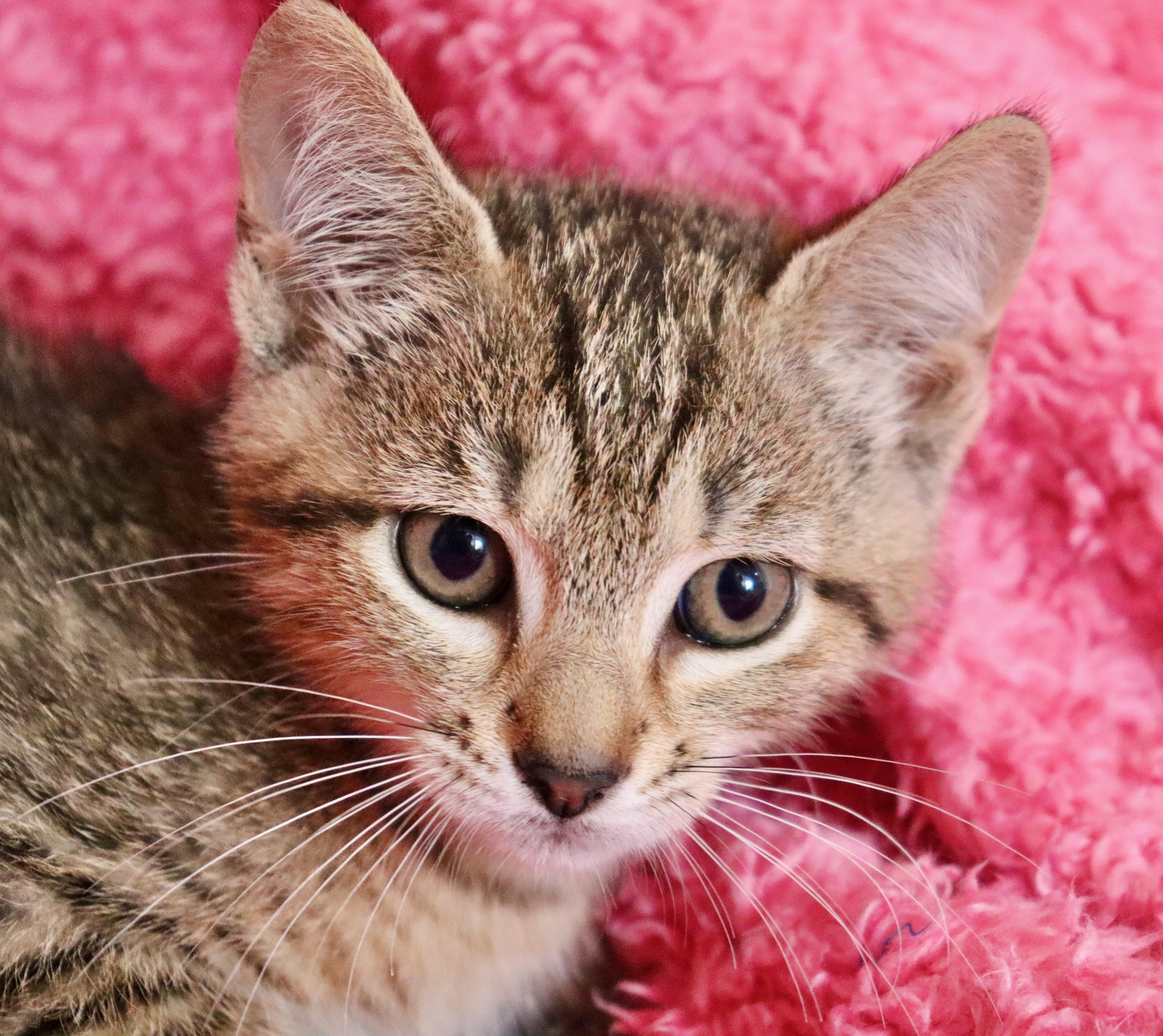 Enlarge Ostara, a Adoptable mixed breed in Saint Augustine, FL image 3/5