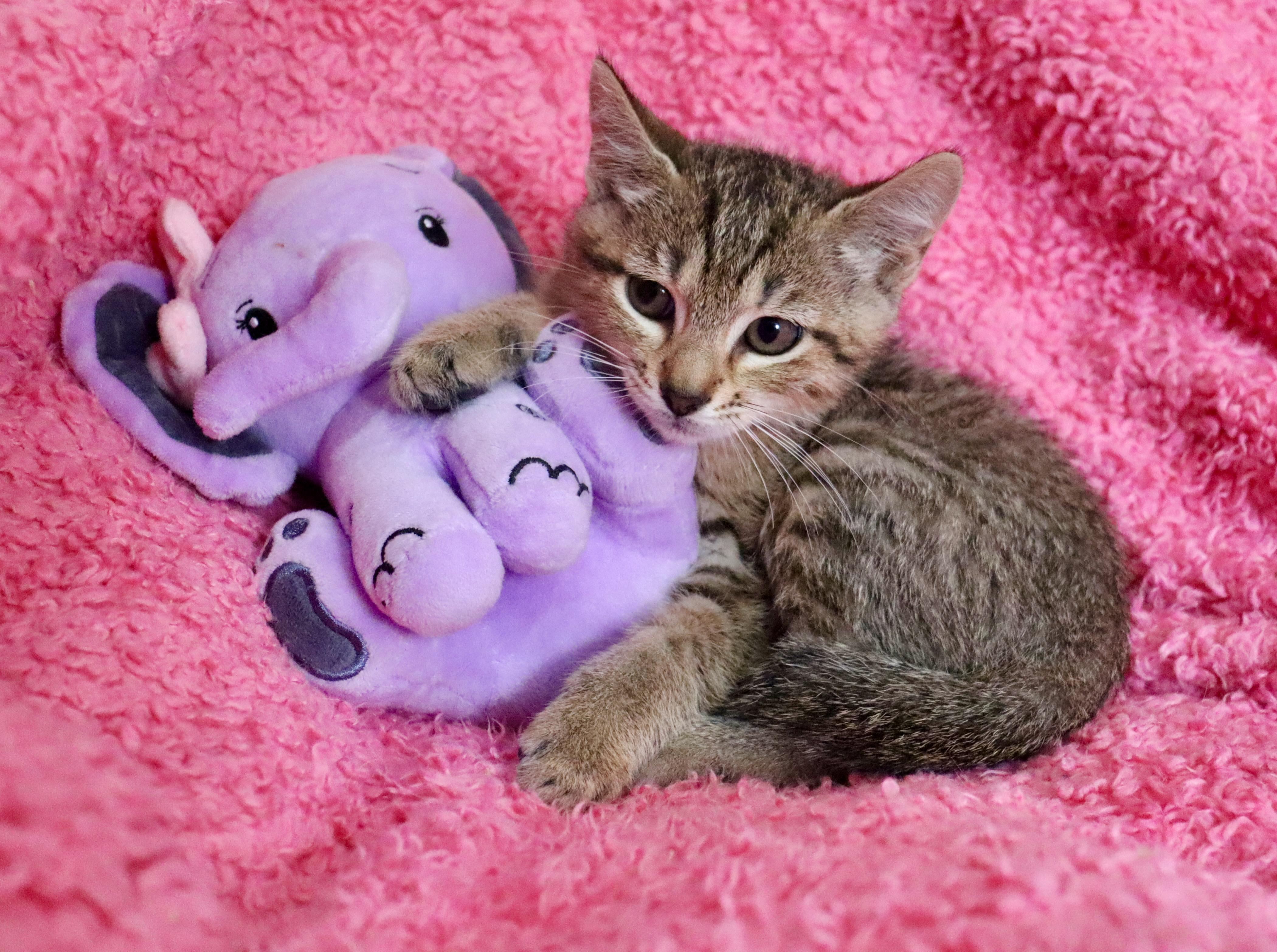 Enlarge Ostara, a Adoptable mixed breed in Saint Augustine, FL image 1/5