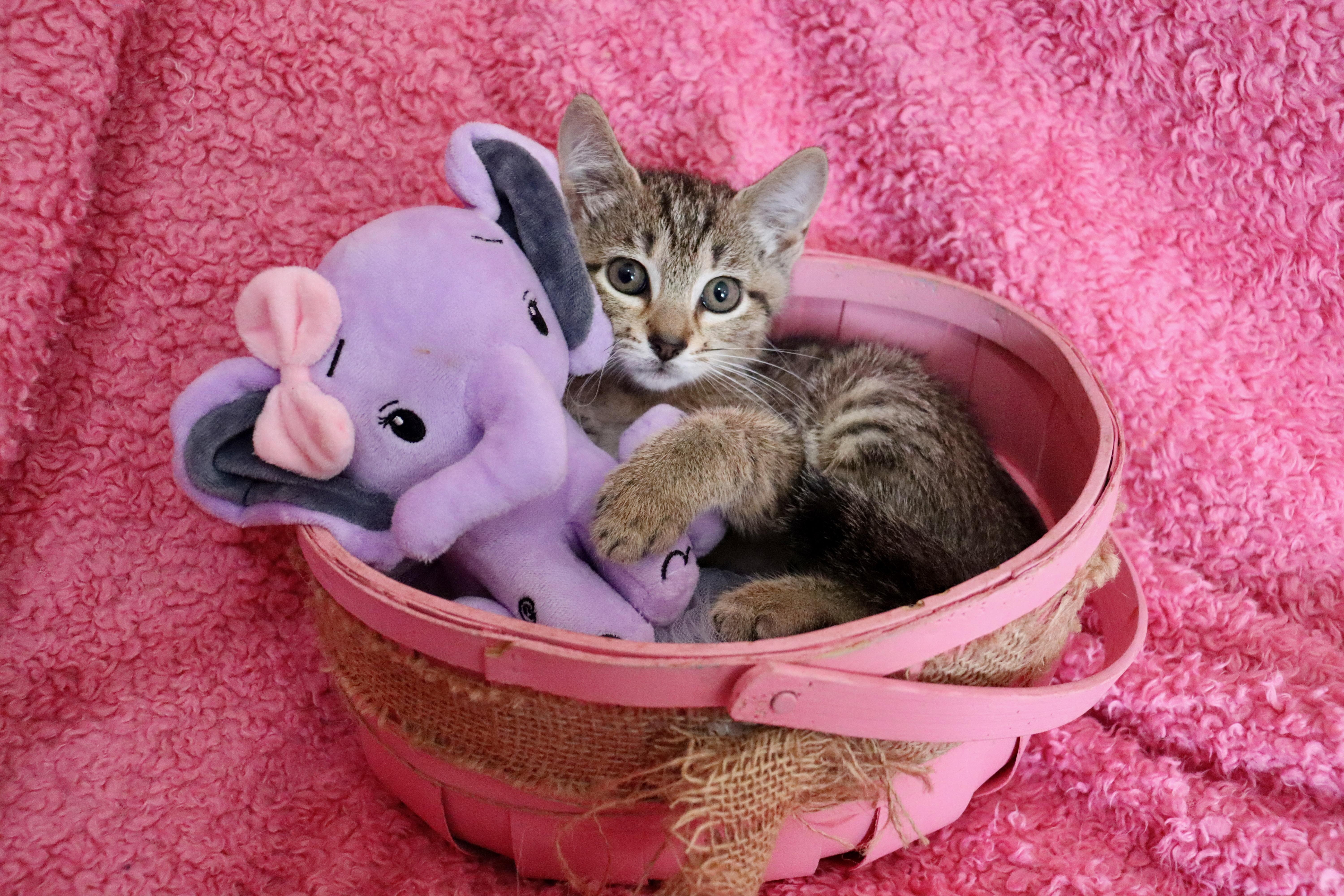 Enlarge Ostara, a Adoptable mixed breed in Saint Augustine, FL image 2/5