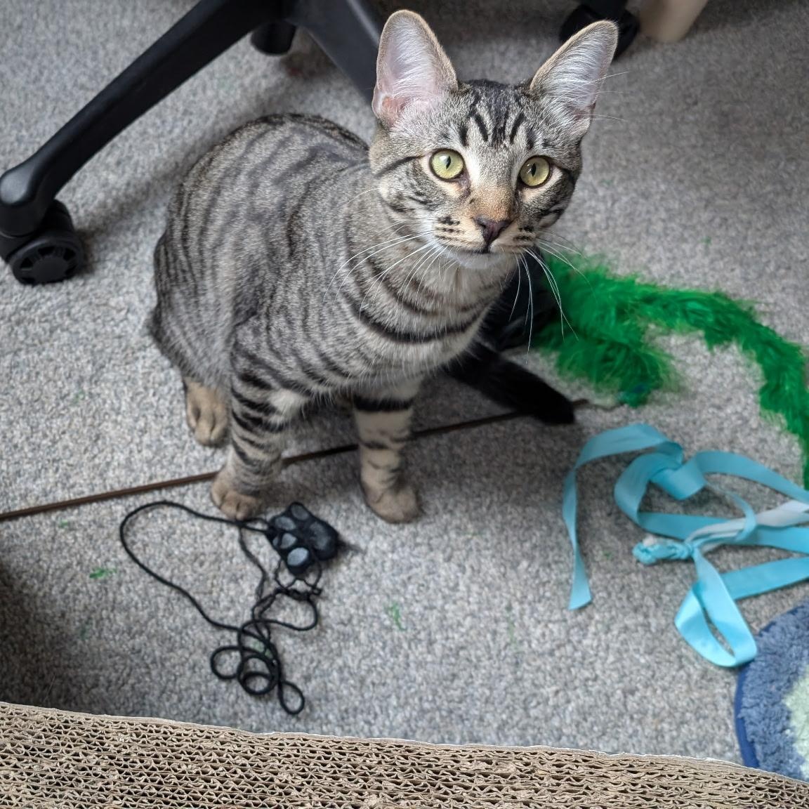 Gemma & Jax - Dream Duo Looking for Forever Home!, a Adoptable Domestic Short Hair in Seattle, WA image 3/5