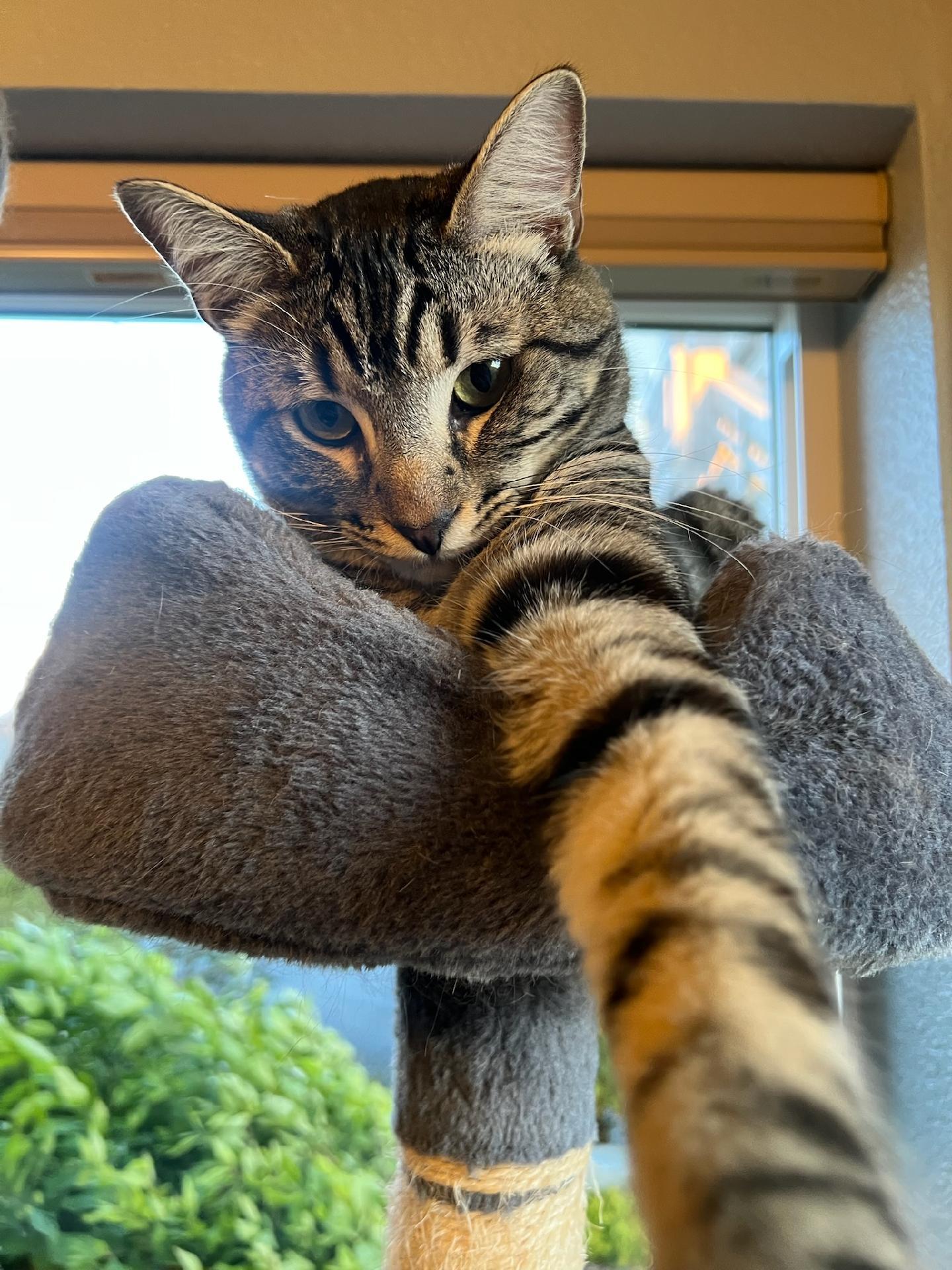 Gemma & Jax - Dream Duo Looking for Forever Home!, a Adoptable Domestic Short Hair in Seattle, WA image 5/5