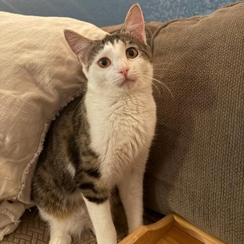 Gemma & Jax - Dream Duo Looking for Forever Home!, a Adoptable Domestic Short Hair in Seattle, WA image 4/5