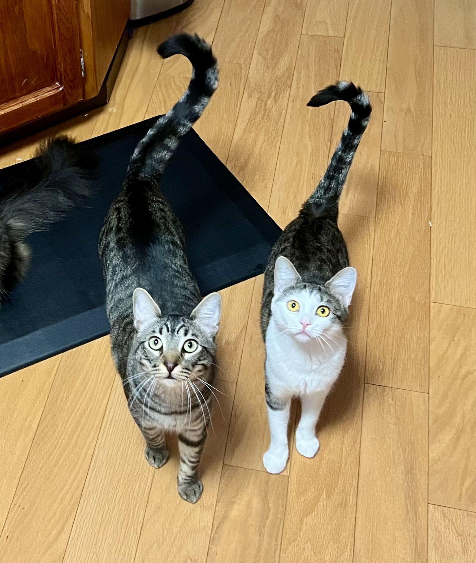 Gemma & Jax - Dream Duo Looking for Forever Home!, Adoptable, Kitten Male Domestic Short Hair.