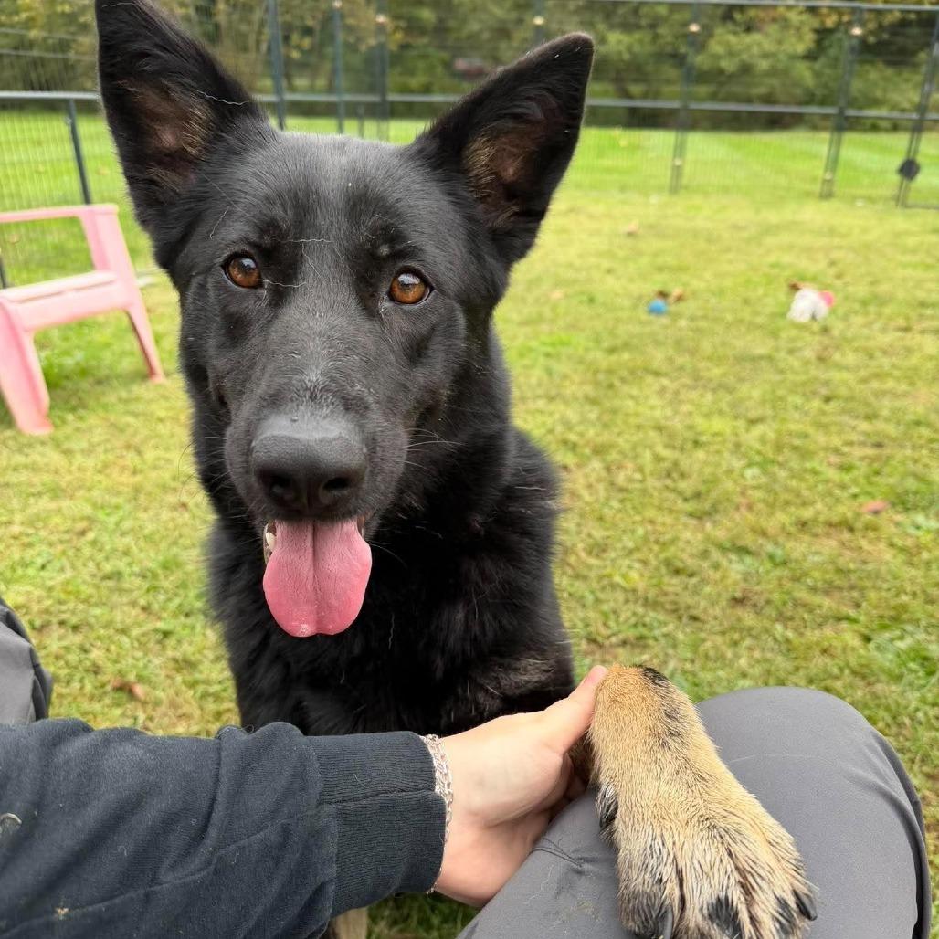 Anna, Adoptable, Adult Female German Shepherd Dog.