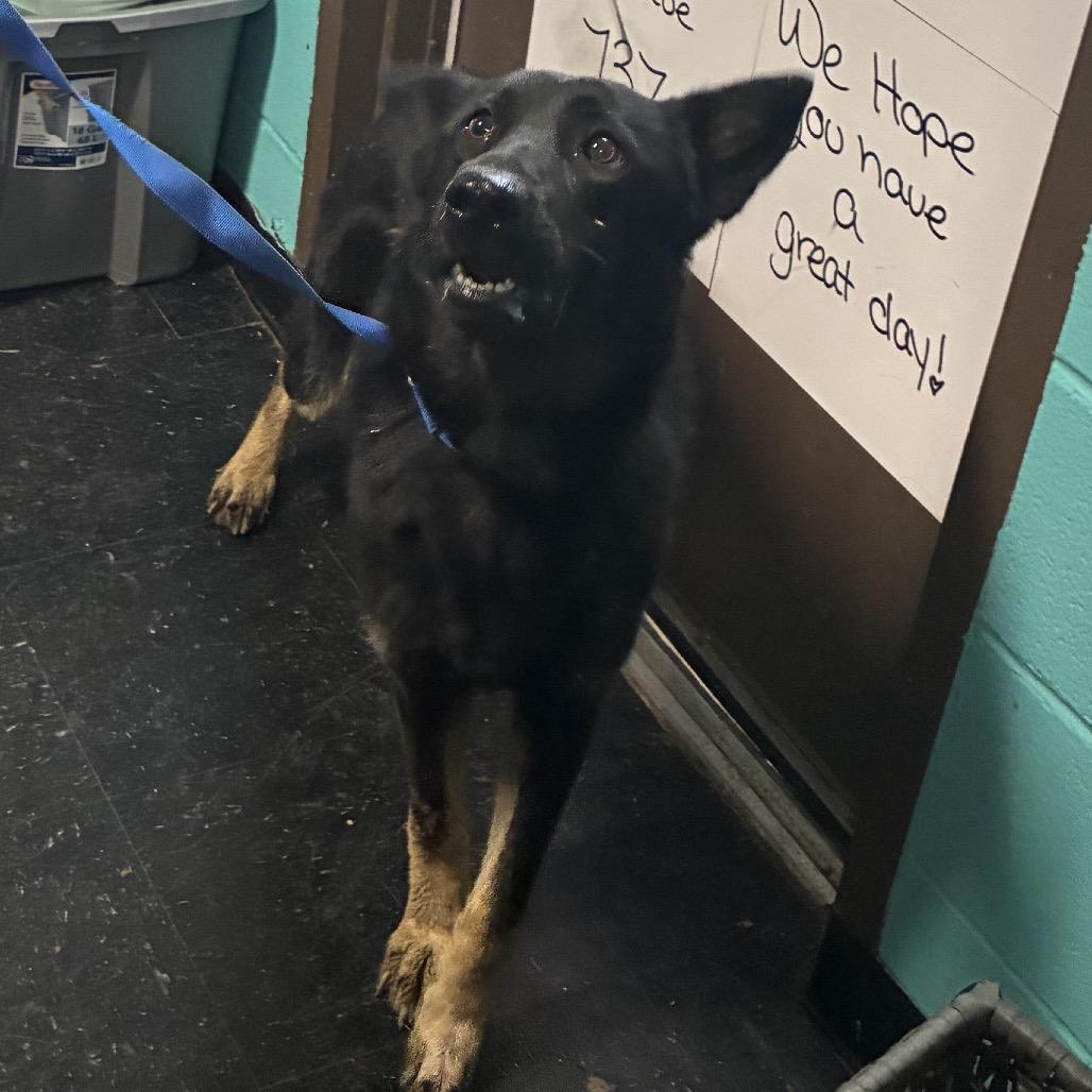 Enlarge Anna, a Adoptable German Shepherd Dog in Shinnston, WV image 2/2