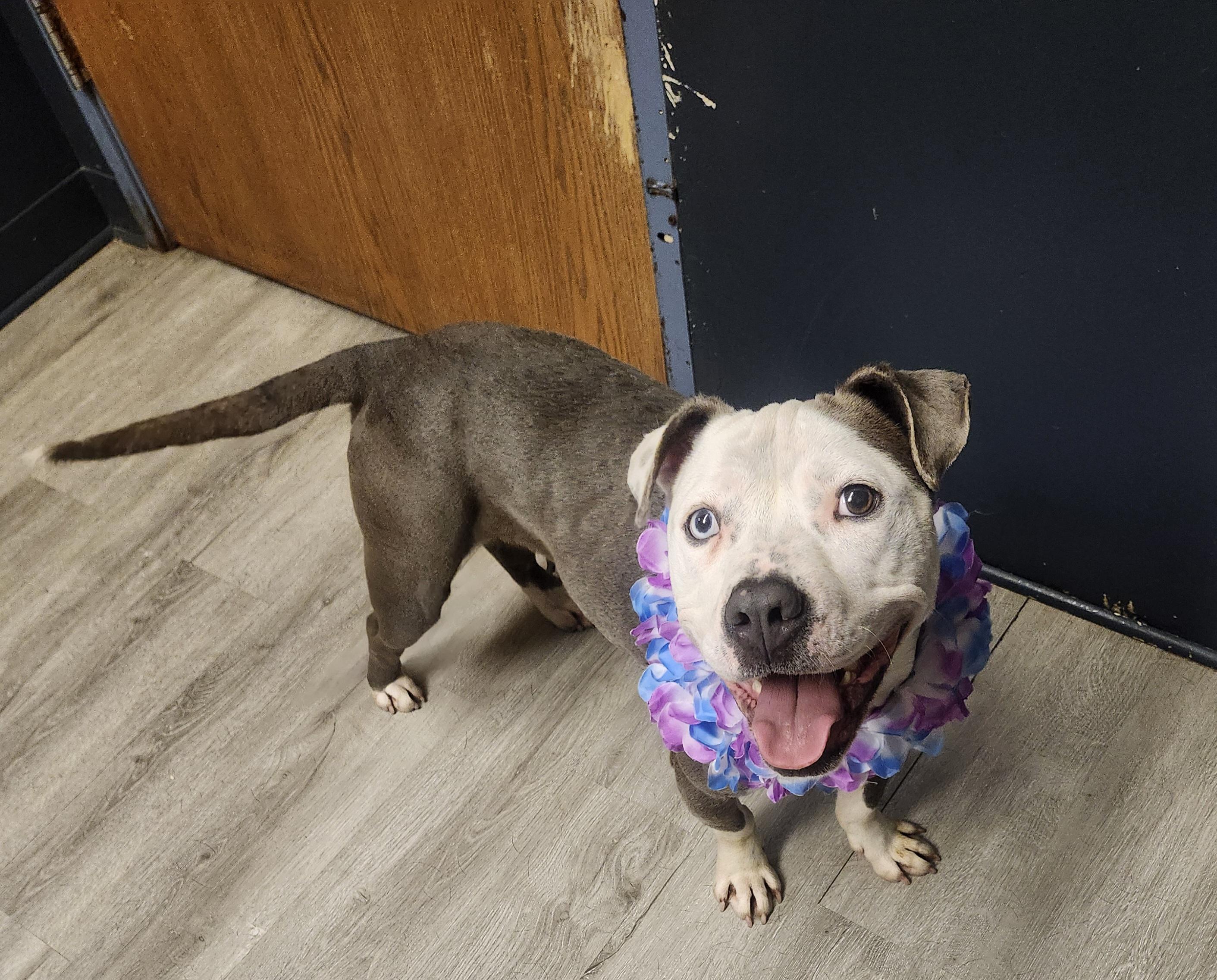Enlarge Cannellini, a Adoptable mixed breed in Mansfield, OH image 3/4