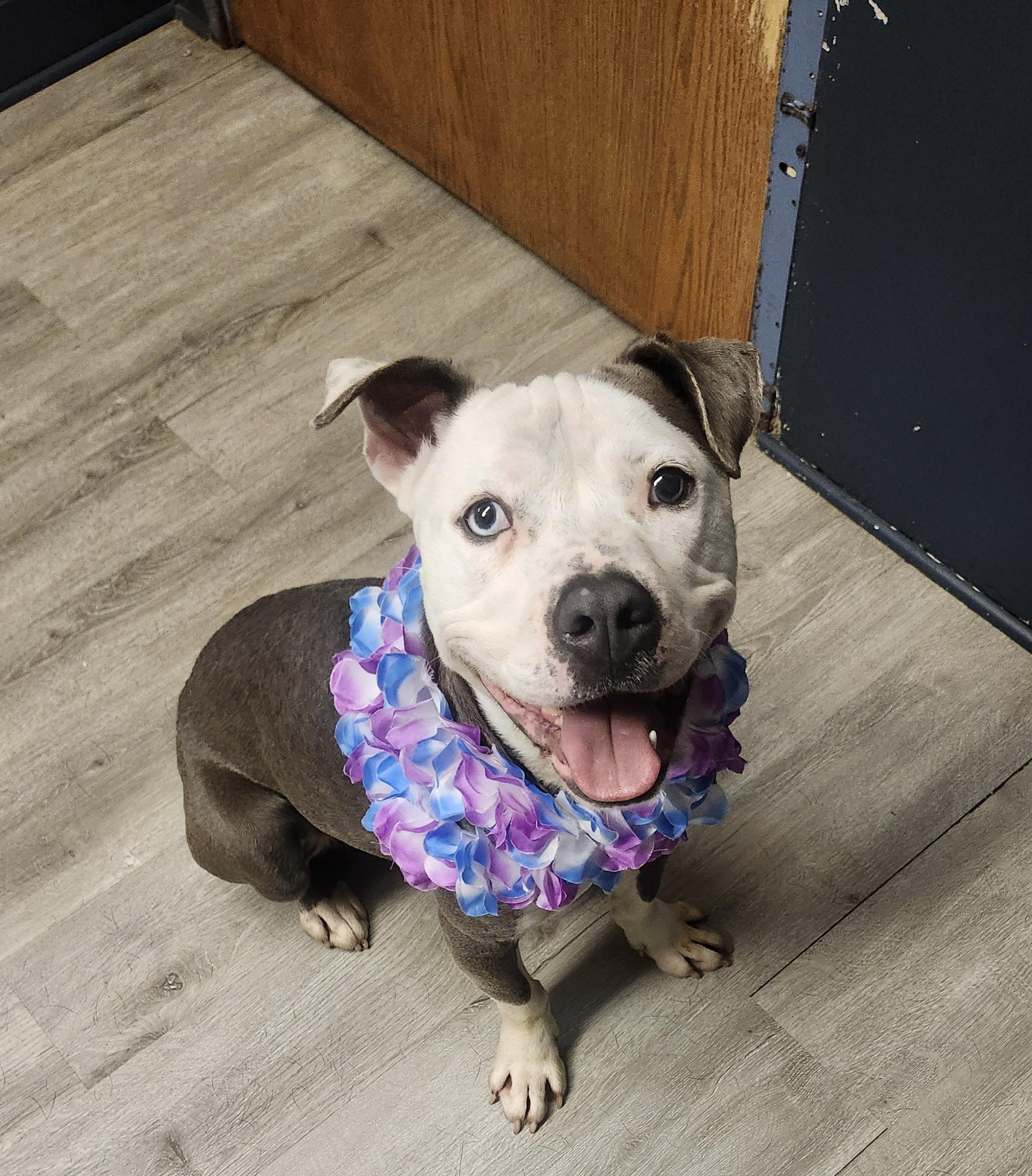 Cannellini, Adoptable, Adult Female Pit Bull Terrier.