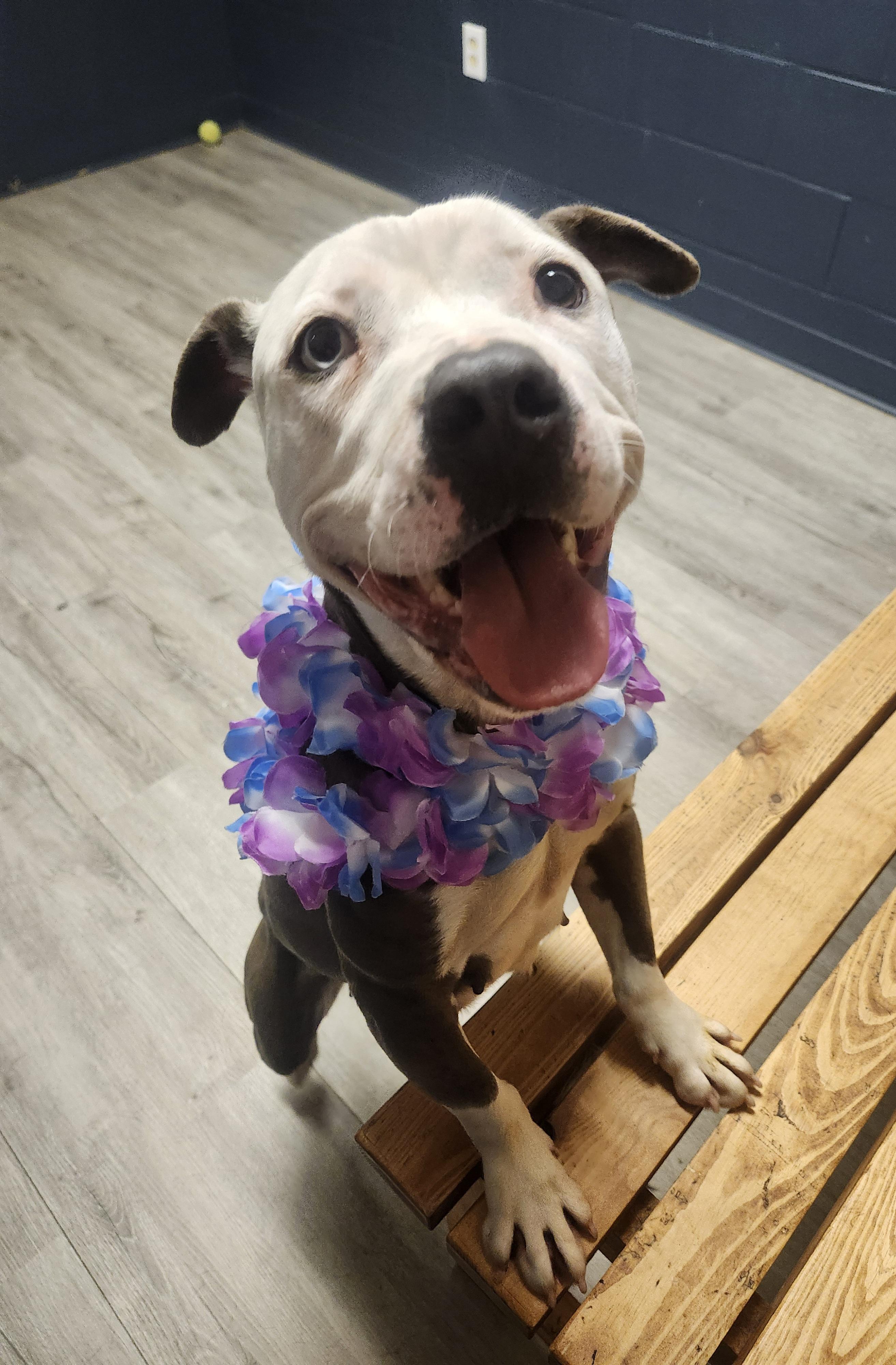 Enlarge Cannellini, a Adoptable mixed breed in Mansfield, OH image 2/4