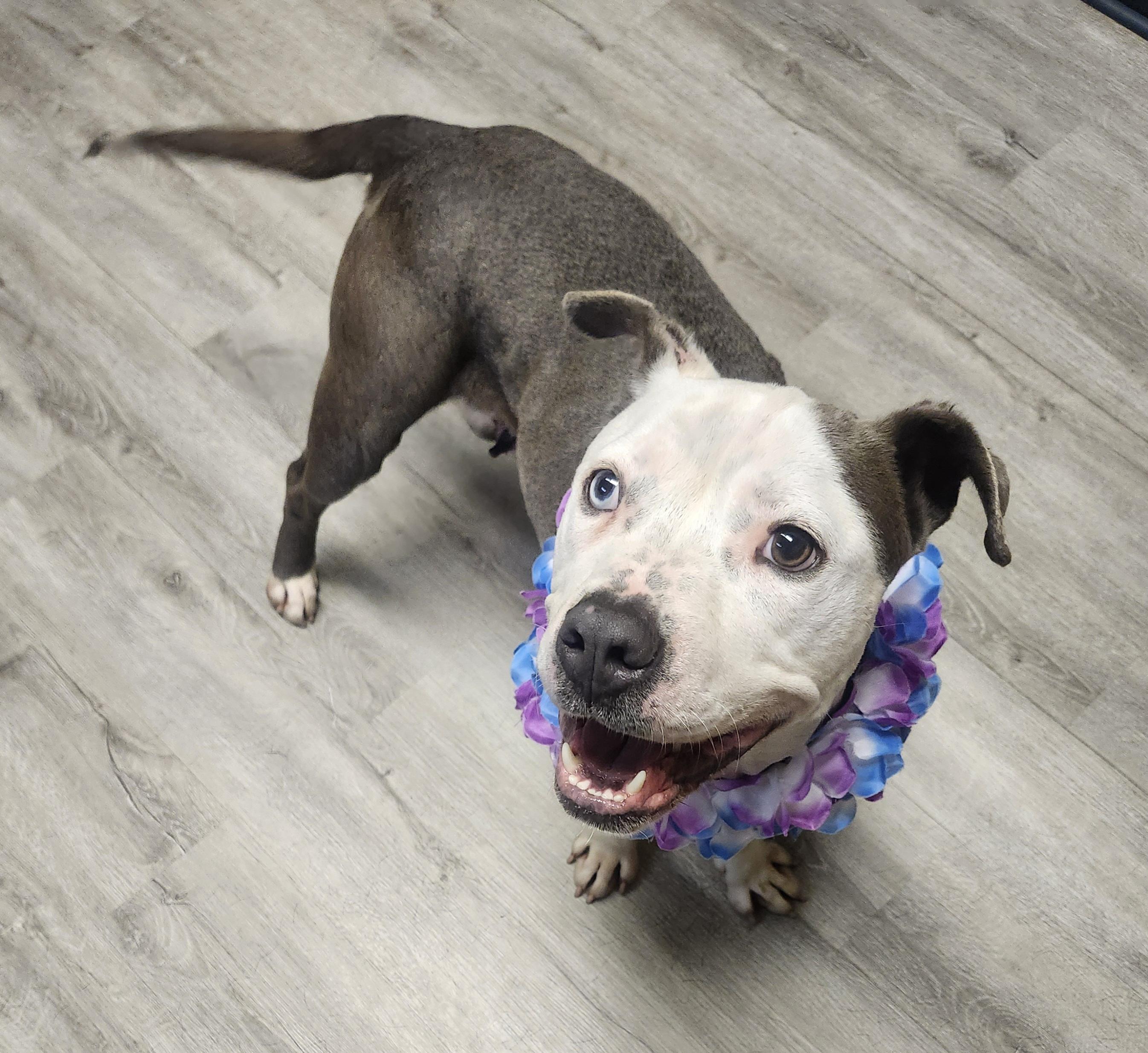 Enlarge Cannellini, a Adoptable mixed breed in Mansfield, OH image 4/4
