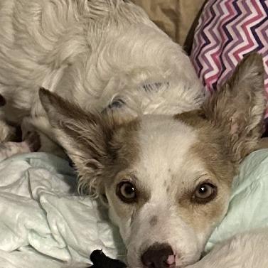 Enlarge Honey, a Adoptable mixed breed in Chaska, MN image 1/3