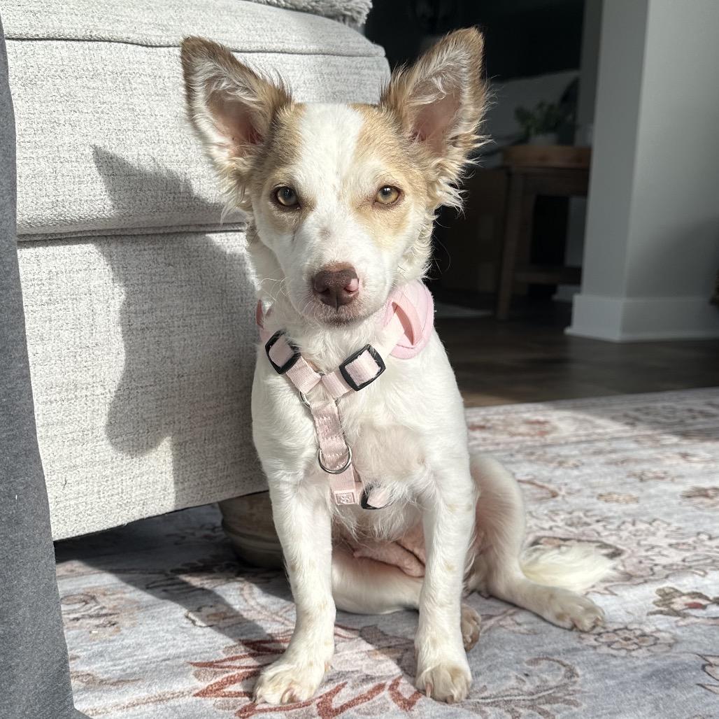 Enlarge Honey, a Adoptable mixed breed in Chaska, MN image 2/3
