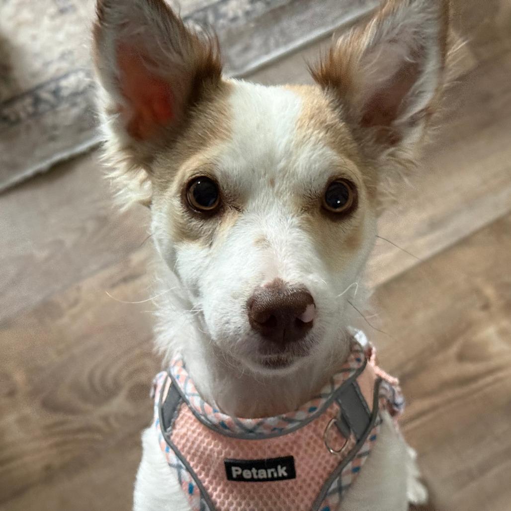 Enlarge Honey, a Adoptable mixed breed in Chaska, MN image 3/3