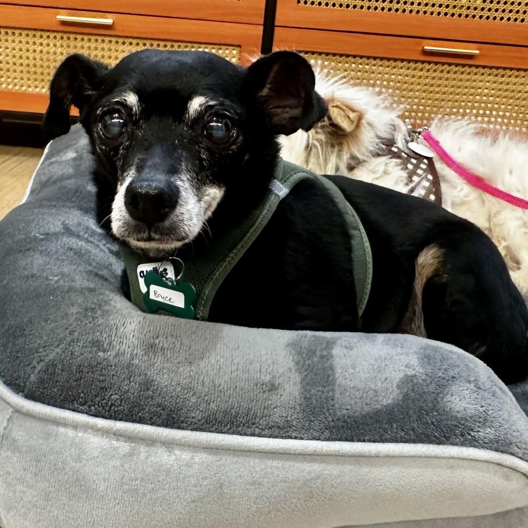 Bryce 11519, Adoptable, Senior Male Chihuahua.
