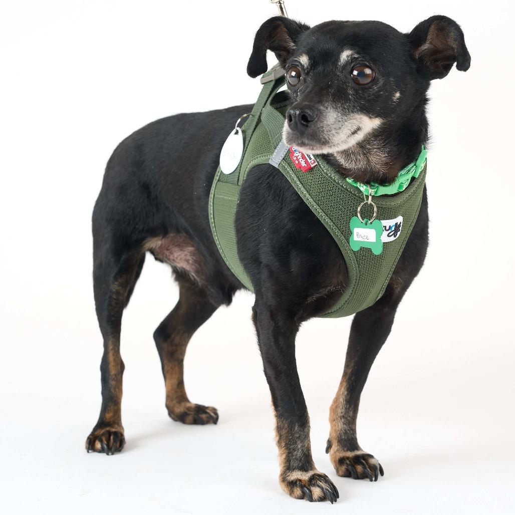 Enlarge Bryce 11519, a Adoptable Chihuahua in San Francisco, CA image 3/6