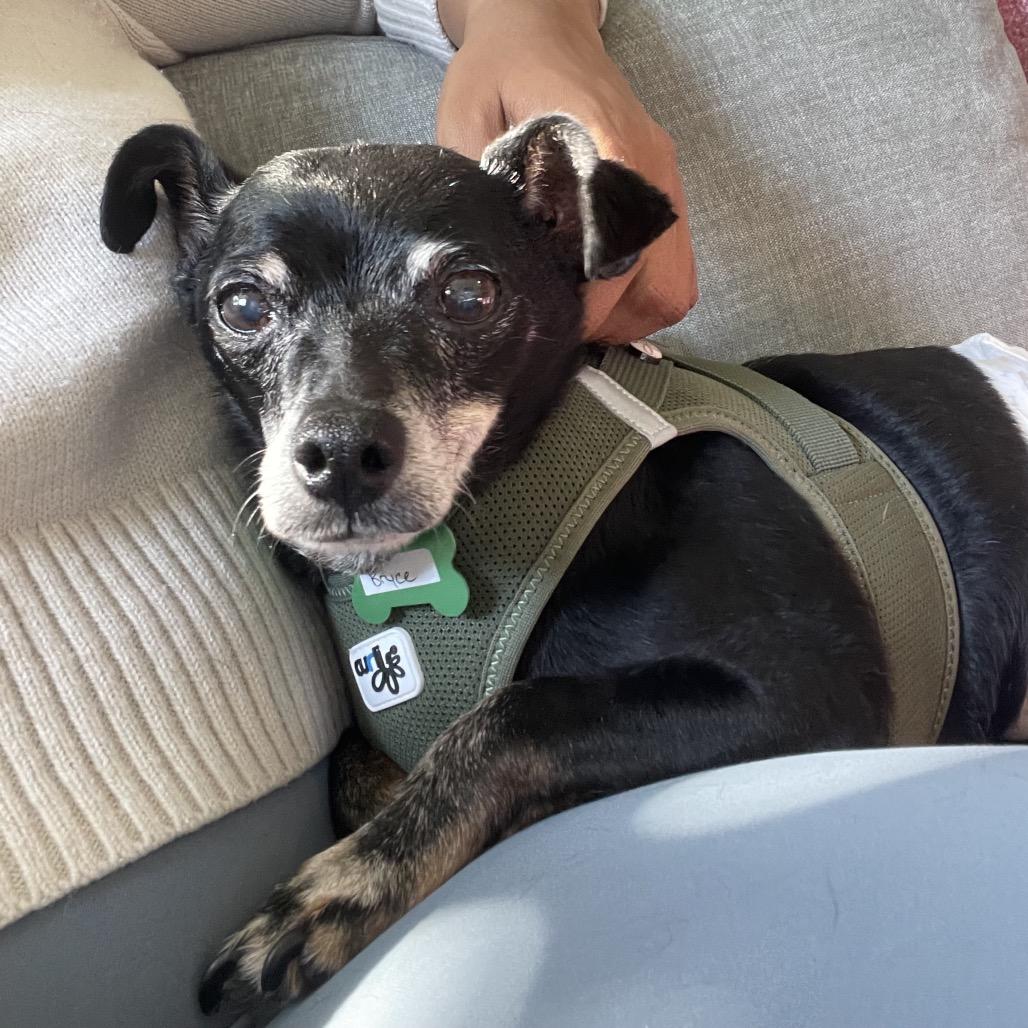 Enlarge Bryce 11519, a Adoptable Chihuahua in San Francisco, CA image 4/6