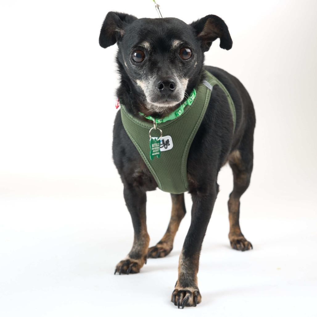 Enlarge Bryce 11519, a Adoptable Chihuahua in San Francisco, CA image 5/6