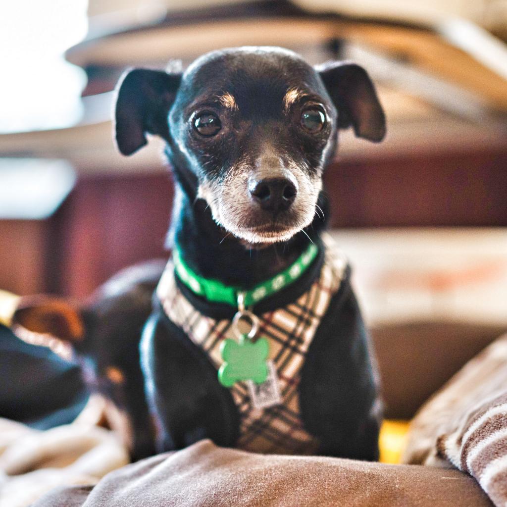 Enlarge Bryce 11519, a Adoptable Chihuahua in San Francisco, CA image 6/6