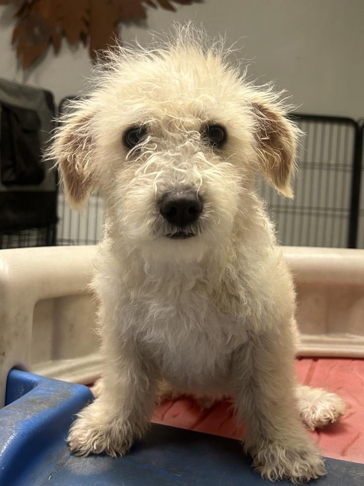 Enlarge Julian, an adopted Terrier in TUCSON, AZ image 4/4