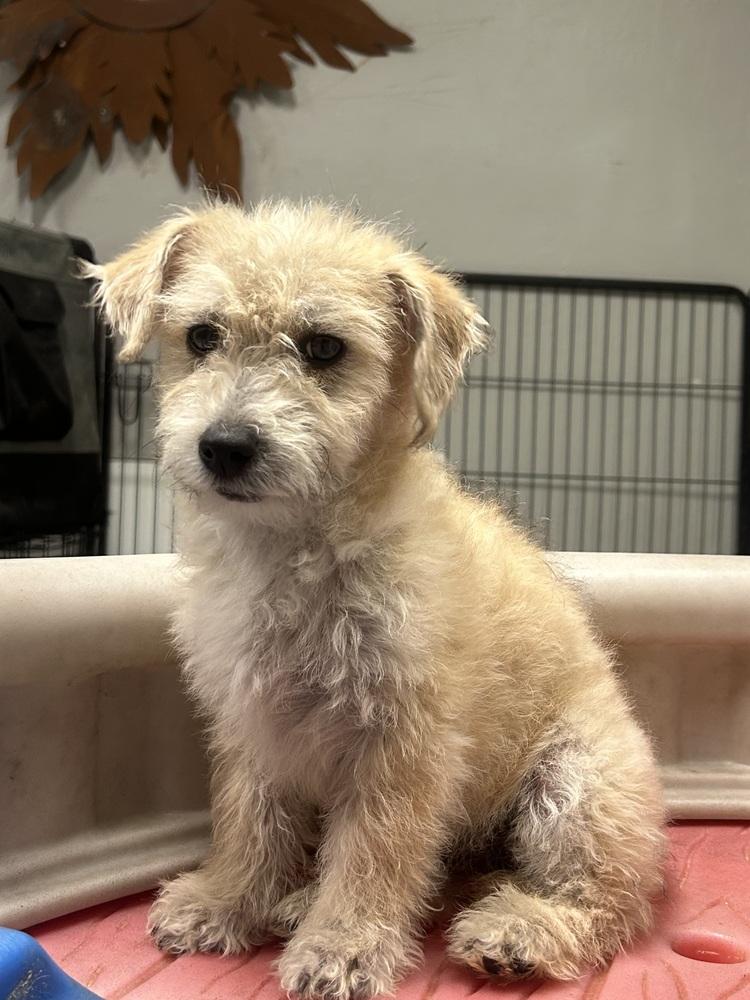 Enlarge Julian, an adopted Terrier in TUCSON, AZ image 1/4