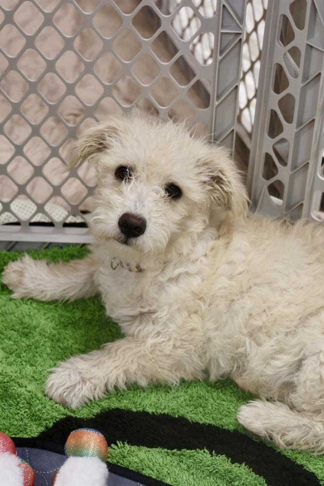 Enlarge Julian, an adopted Terrier in TUCSON, AZ image 3/4