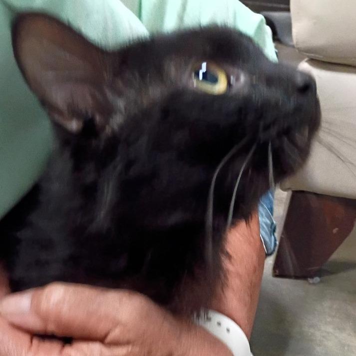 Enlarge Tarot, a Adoptable Domestic Medium Hair in Shawnee, KS image 1/1