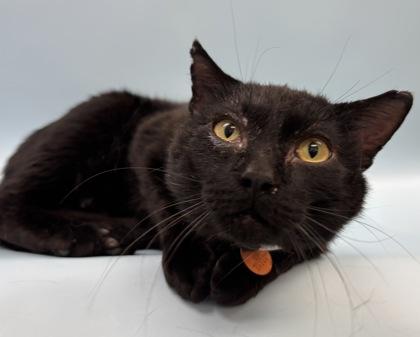 Bert, Adoptable, Adult Male Domestic Short Hair & Domestic Short Hair.