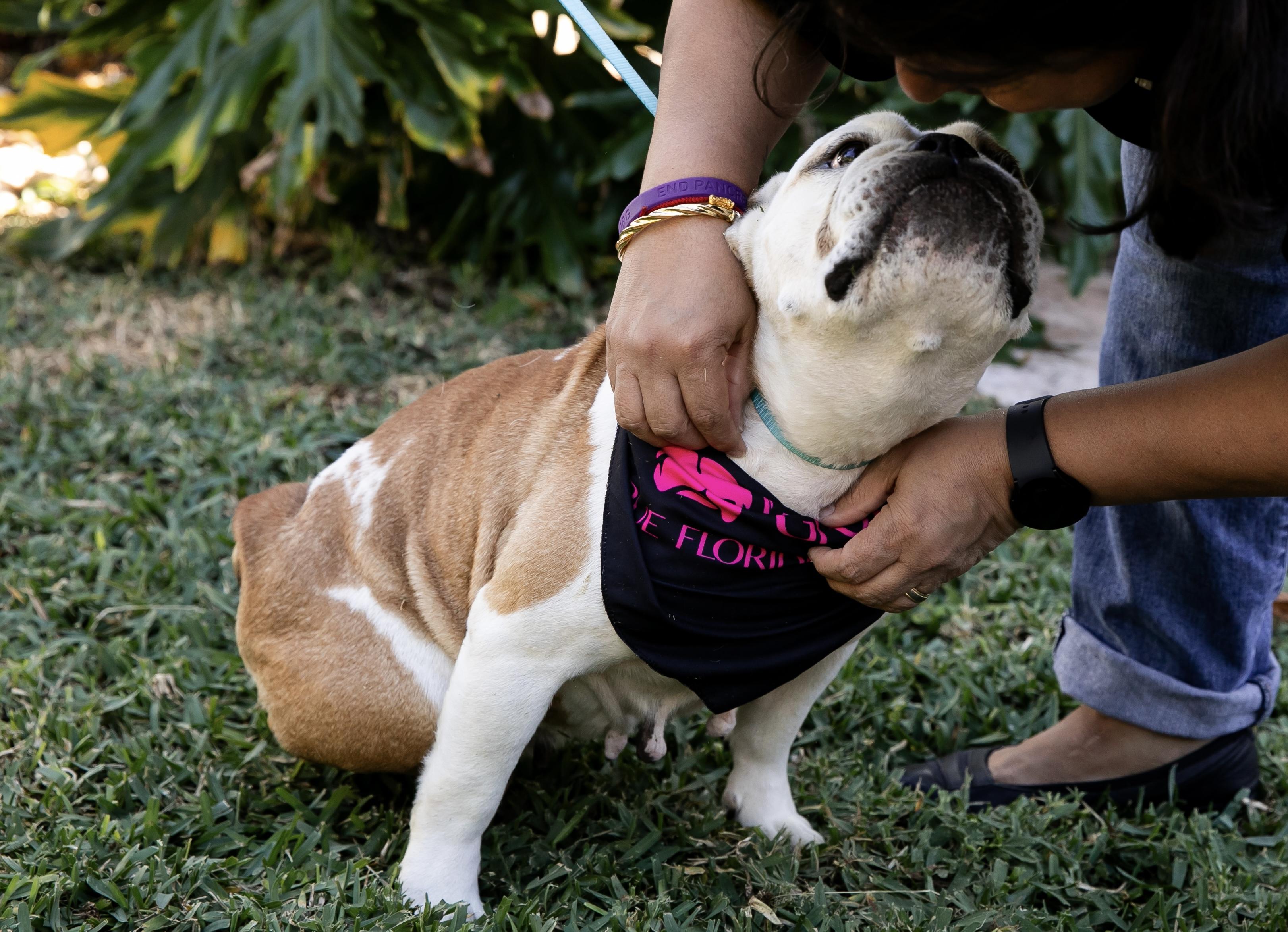 Enlarge Millie, a Adoptable English Bulldog in Lake Worth, FL image 3/4