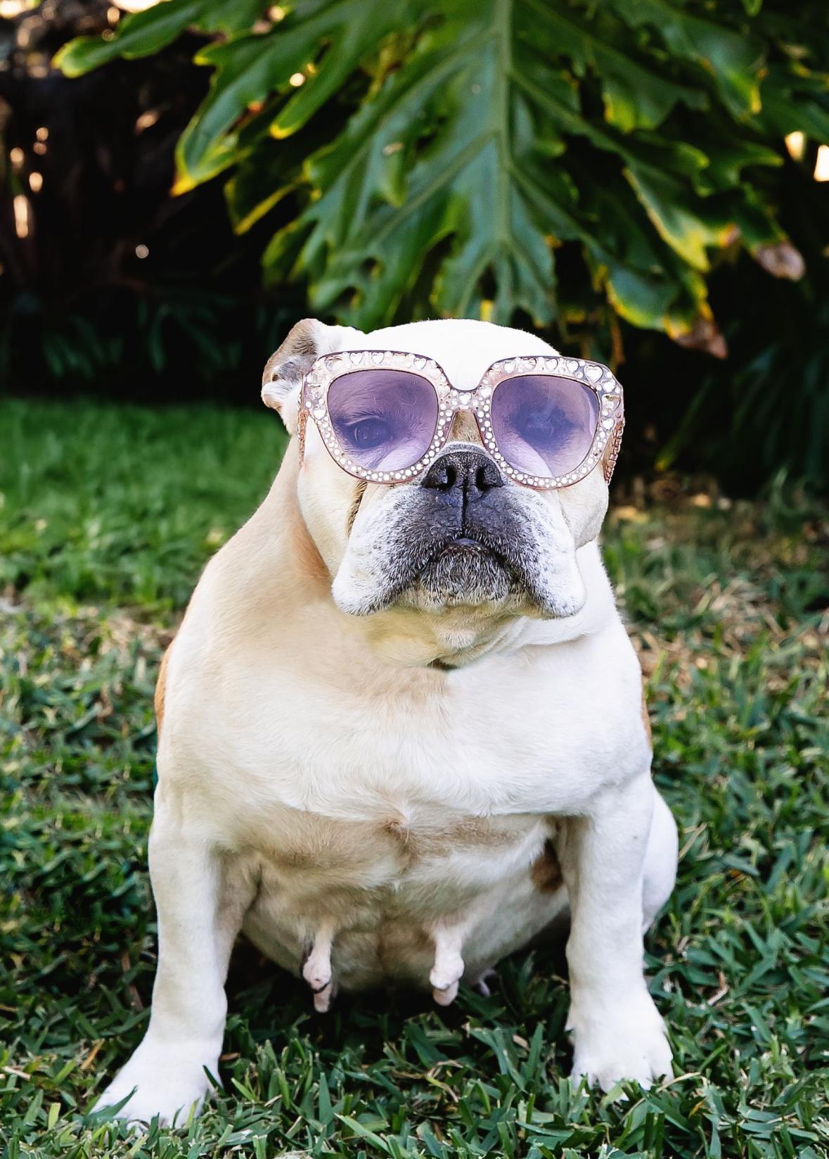 Enlarge Millie, a Adoptable English Bulldog in Lake Worth, FL image 4/4